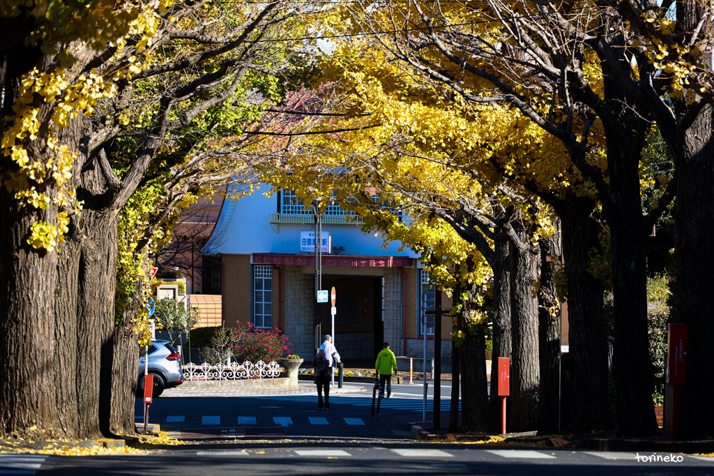 晩秋の銀杏並木