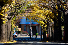 晩秋の銀杏並木