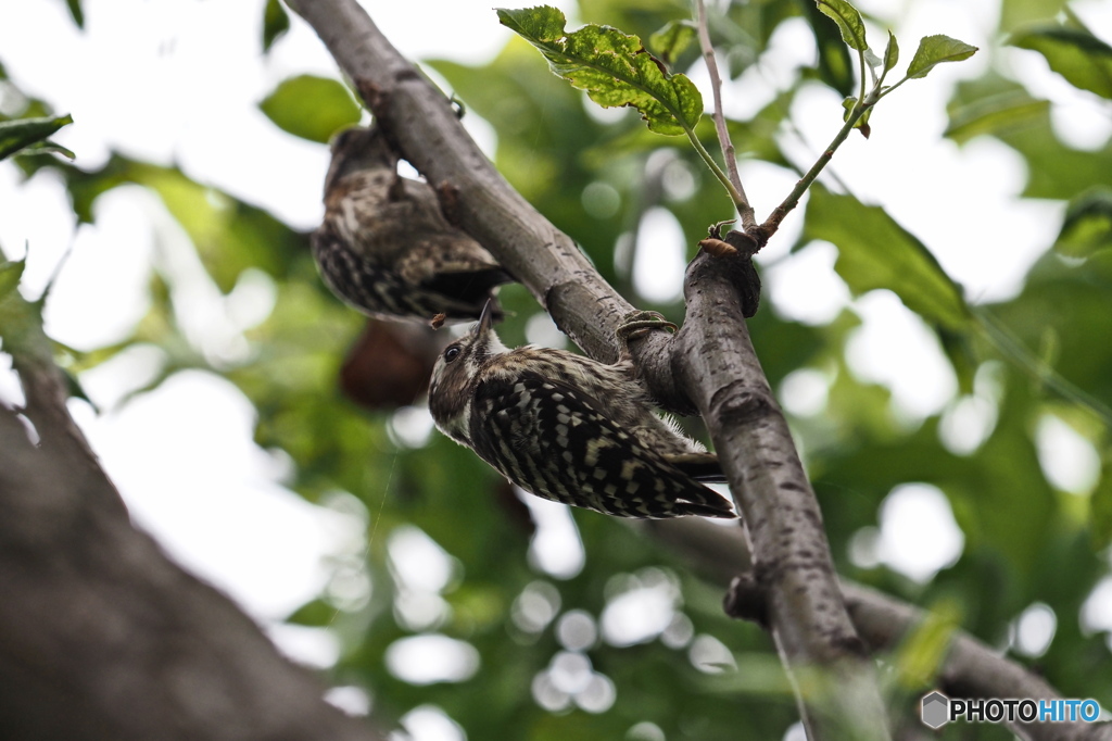 コゲラの親子かな(・・?