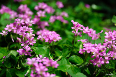 Garden Snap カタバミ