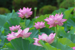 清らかな心（花言葉）