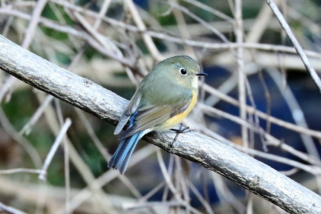 ルリビタキ♀