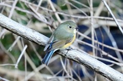 ルリビタキ♀