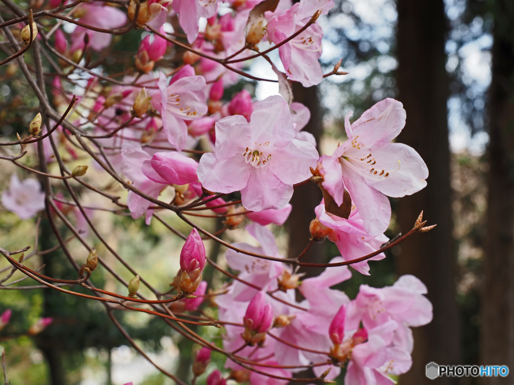 始まりの春＿桜玄海ツツジ