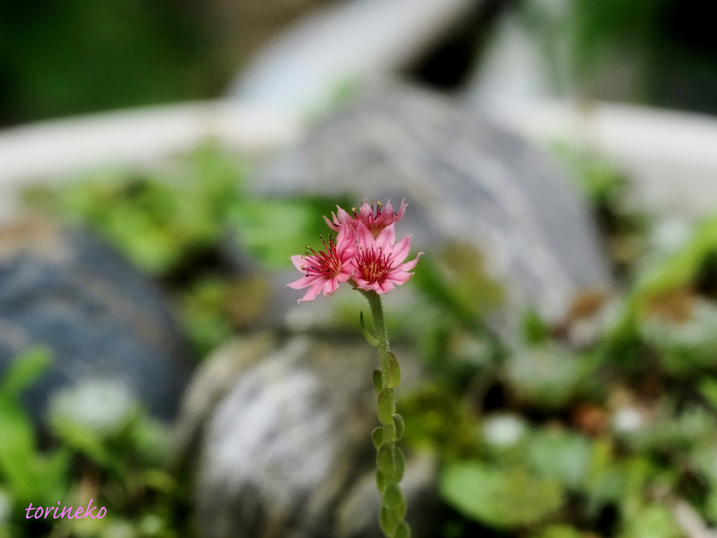 センペルビウムの花