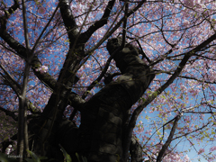 樹齢約65年河津桜原木