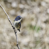 幸せの青い鳥