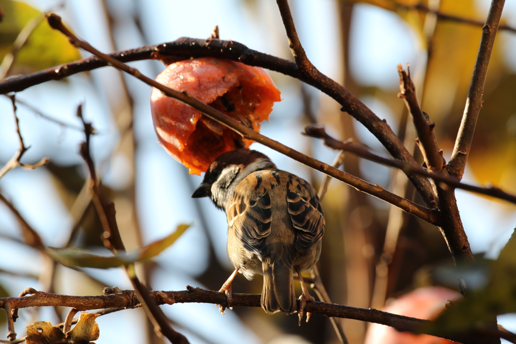 うしろから失礼チュン！