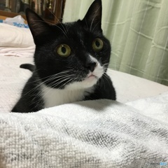 邪魔しないで〜