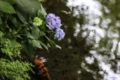 紫陽花と緋鯉