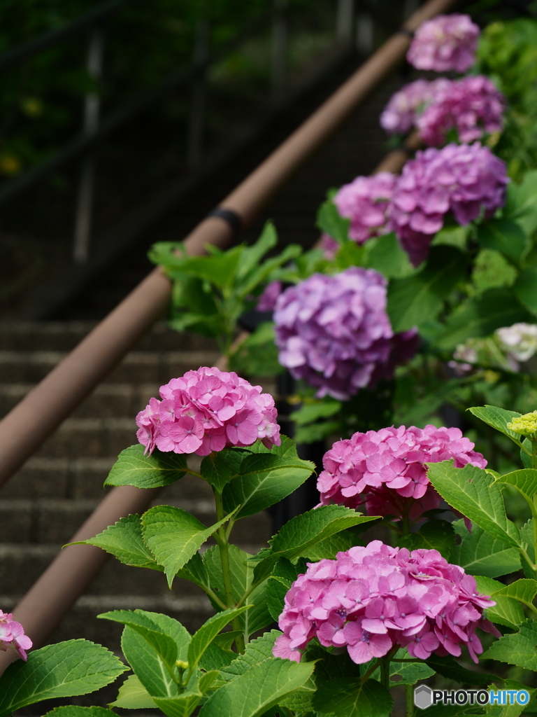 多摩川台公園紫陽花