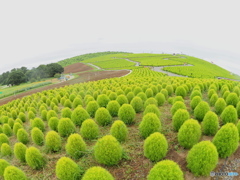 コキアの丘