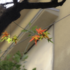 艶やかな紅葉(・・?