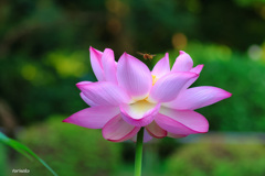清らかな心（花言葉）