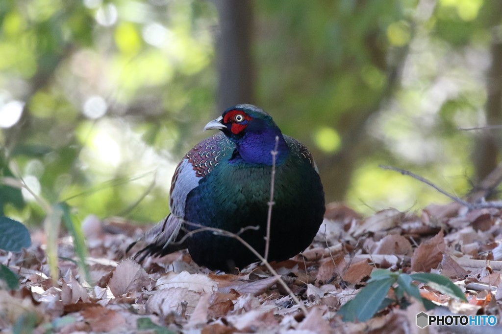 鳴かずば撃たれまい！