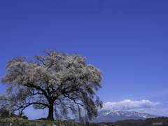 わに塚の桜と八ヶ岳Ⅱ