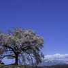 わに塚の桜と八ヶ岳Ⅱ