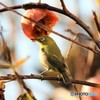 今年は豊作だね(^^♪