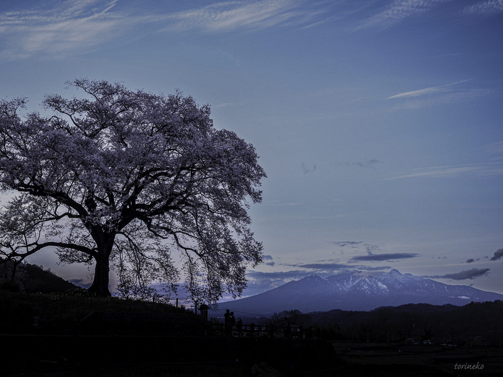 わに塚の桜と八ヶ岳Ⅰ
