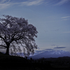わに塚の桜と八ヶ岳Ⅰ
