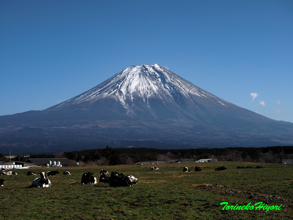 朝霧高原