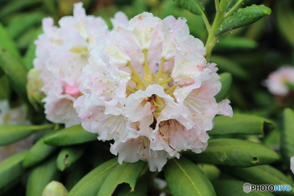 高根の花