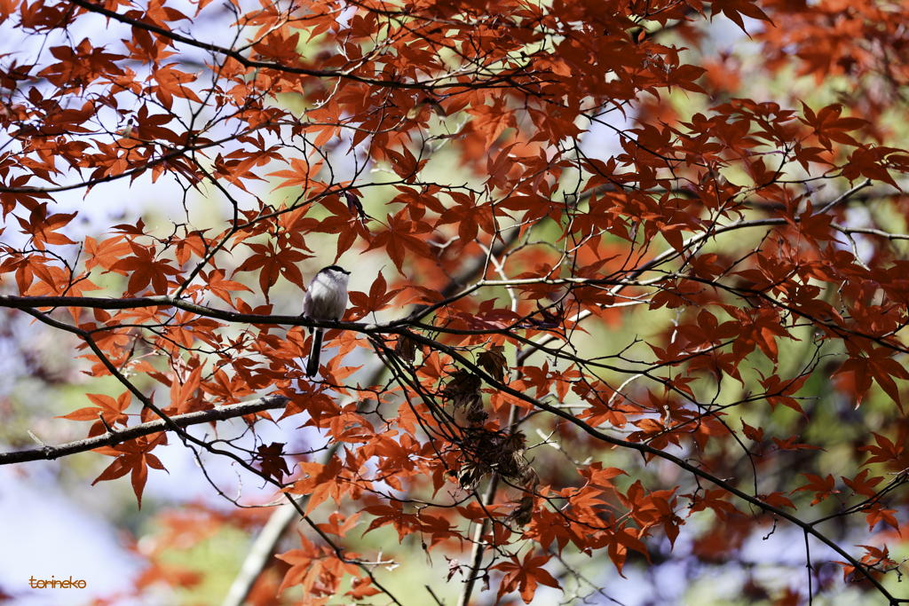 エナガと紅葉_2