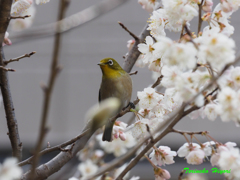 桜花に呼ばれて_1