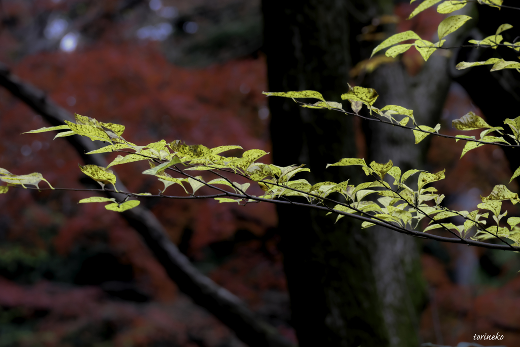 紅葉巡り-六義園