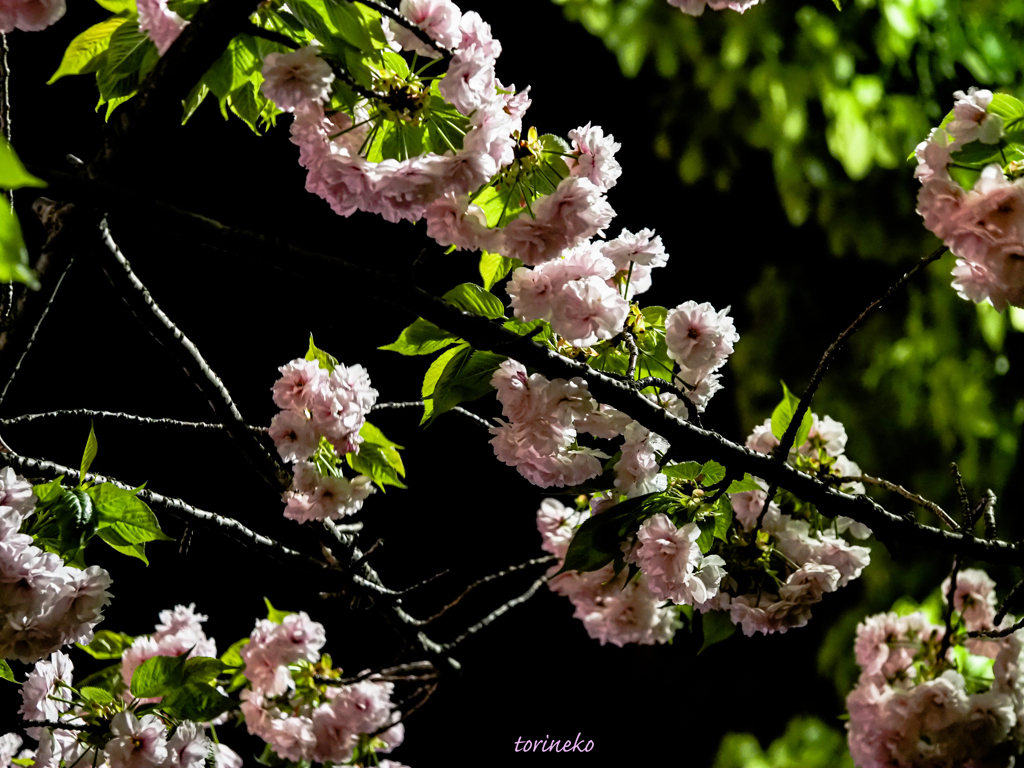 八重の夜桜