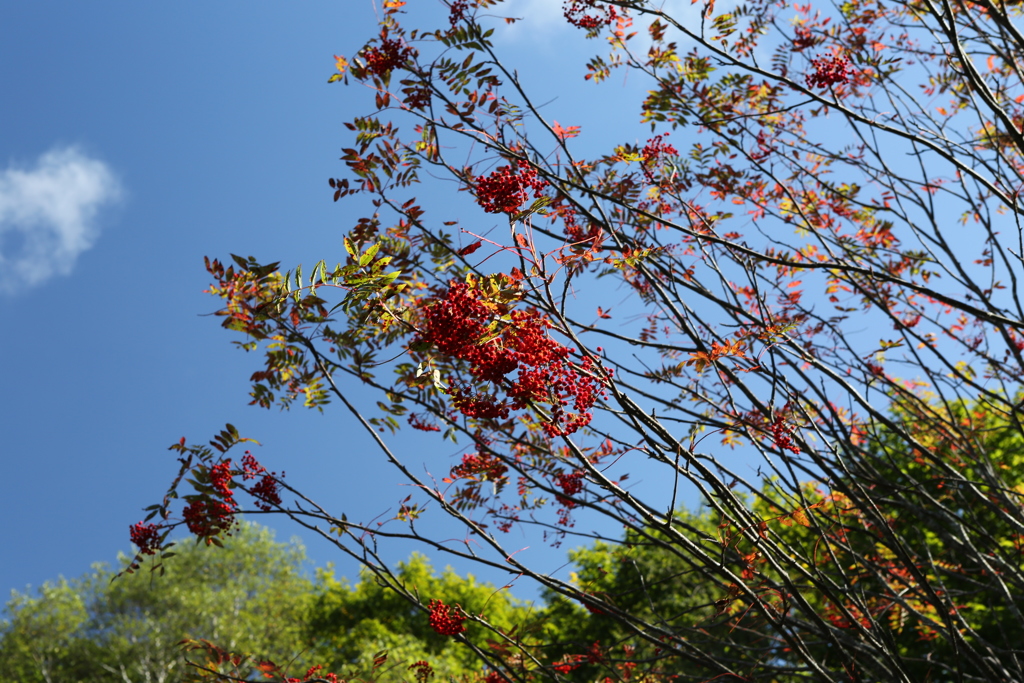 色ずくナナカマド