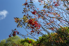 色ずくナナカマド