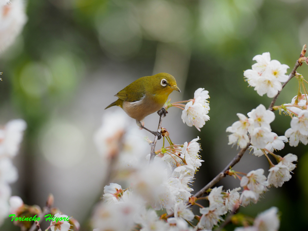 桜花に呼ばれて_2