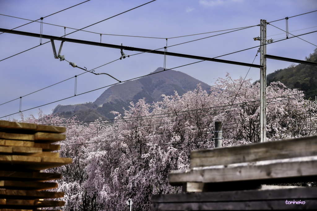 しだれ桜と武甲山