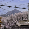 しだれ桜と武甲山