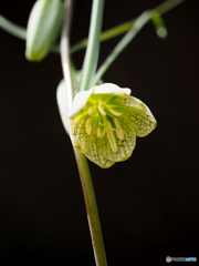 始まりの春＿バイモ草