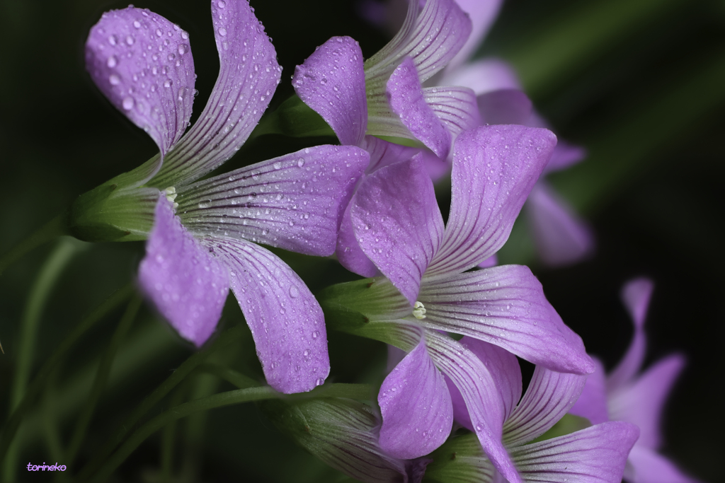 野の花