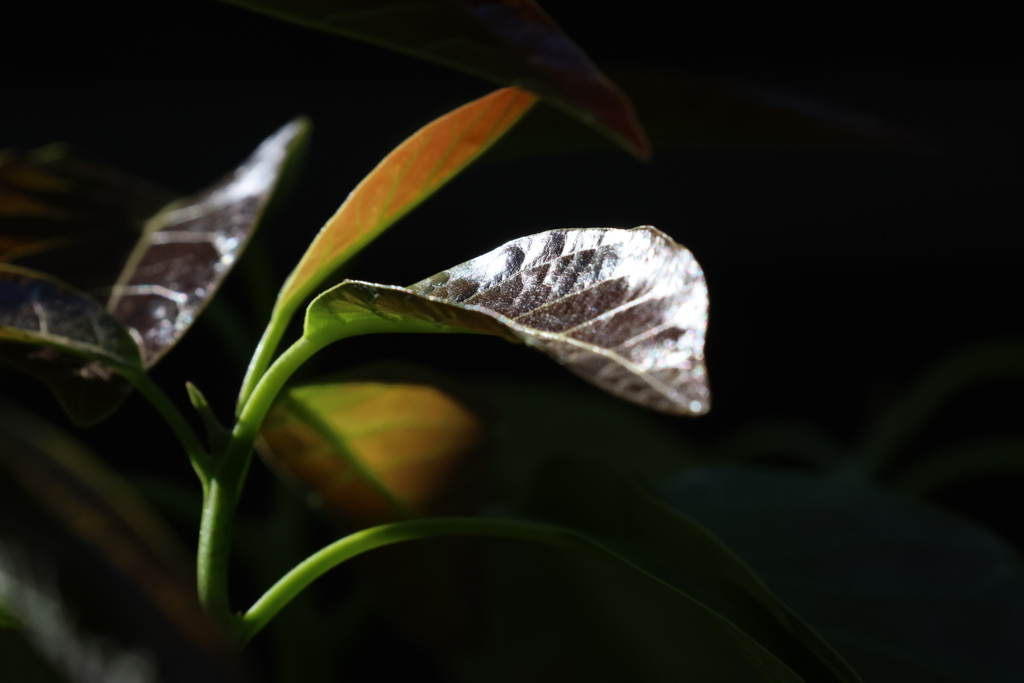 avocado young leaves