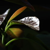 avocado young leaves