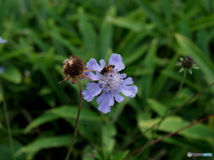 マツムシソウに蜂