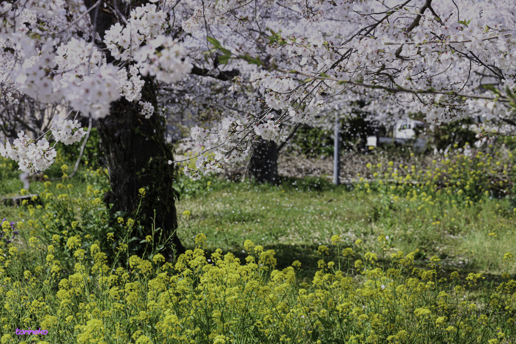 桜吹雪