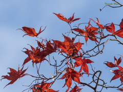 autumn colors Ⅱ～舞～