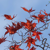 autumn colors Ⅱ～舞～