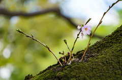 芽