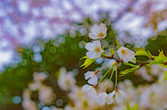桜