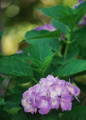 紫陽花
