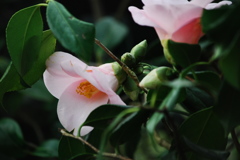 椿