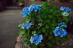 紫陽花