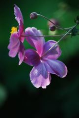 秋明菊
