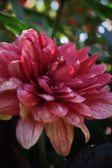 菊の花